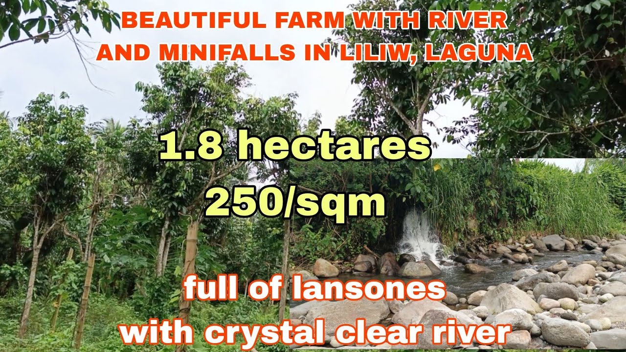 (P# 583) 1.8 hectares @ 250/sqm Farm Lot with River and minifalls in Liliw, Laguna  for sale
