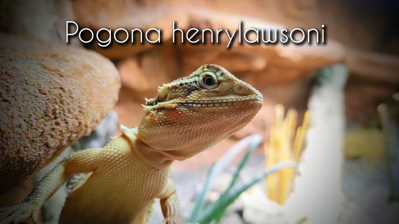 Pogona henrylawsoni - Die Zwergbartagame und ihr Terrarium