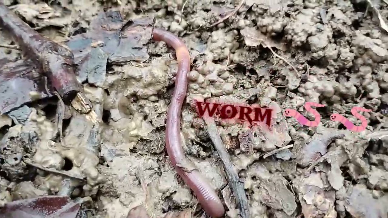 Like and subscribe 
