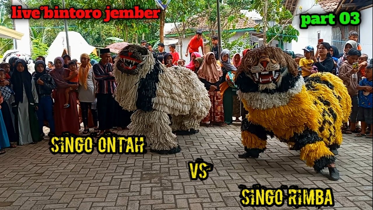fullll atraksi [GEMA NADA] bersama singo rimba dan ma'yoret viral❗