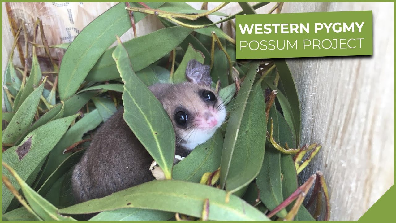 Western Pygmy Possum Project
