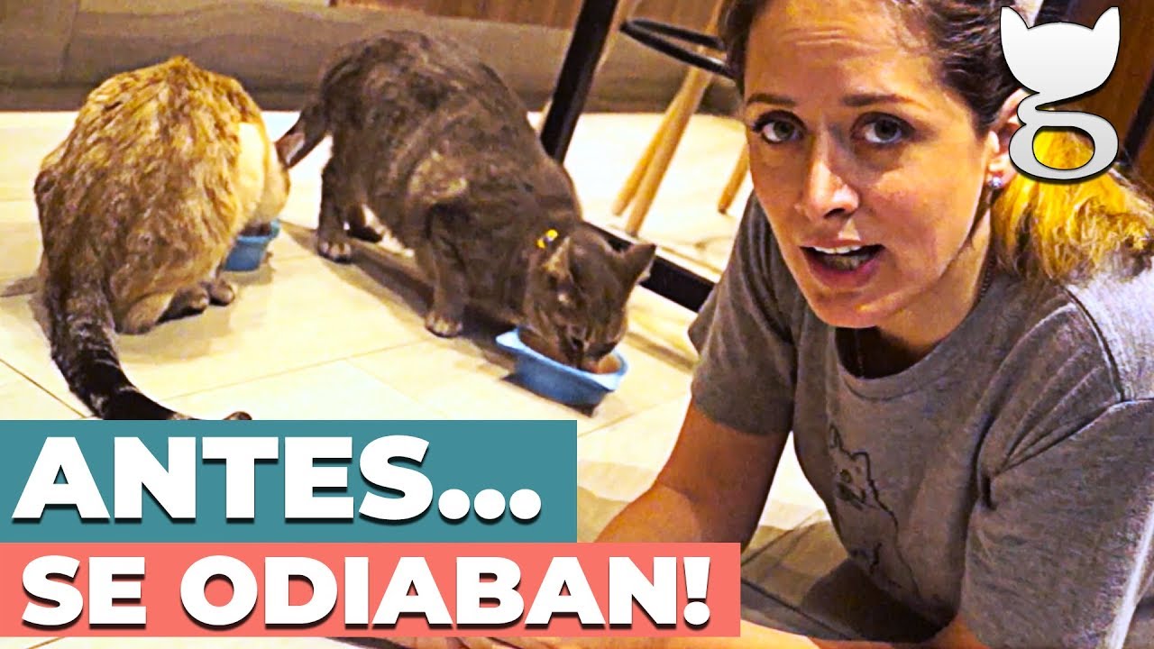 CÓMO HACER QUE DOS GATOS SE LLEVEN BIEN | CONSEJOS FELINOS