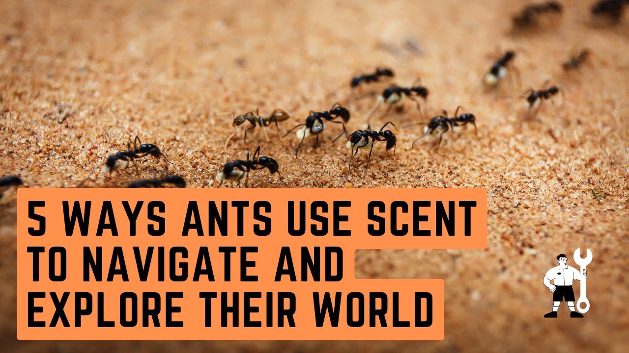 5 Ways Ants Use Scent to Navigate and Explore Their World