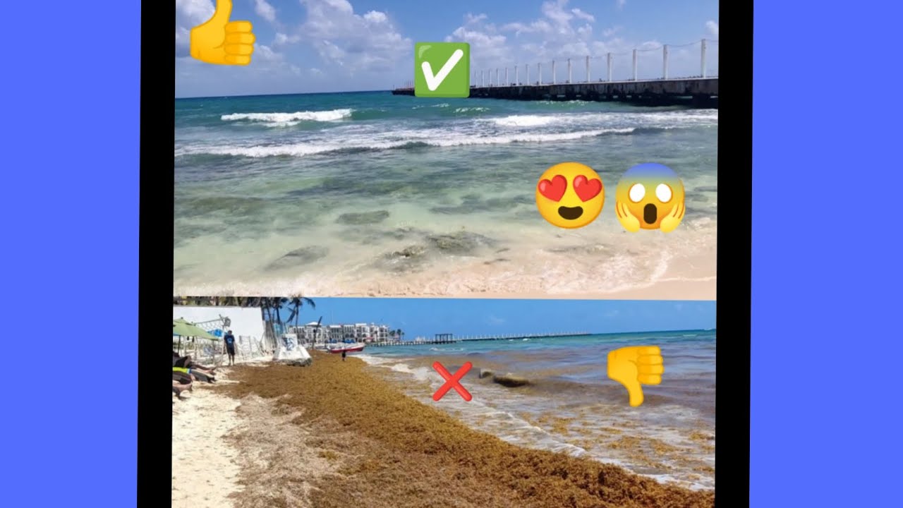 Playa sin sargazo, playa del Carmen 🏝️