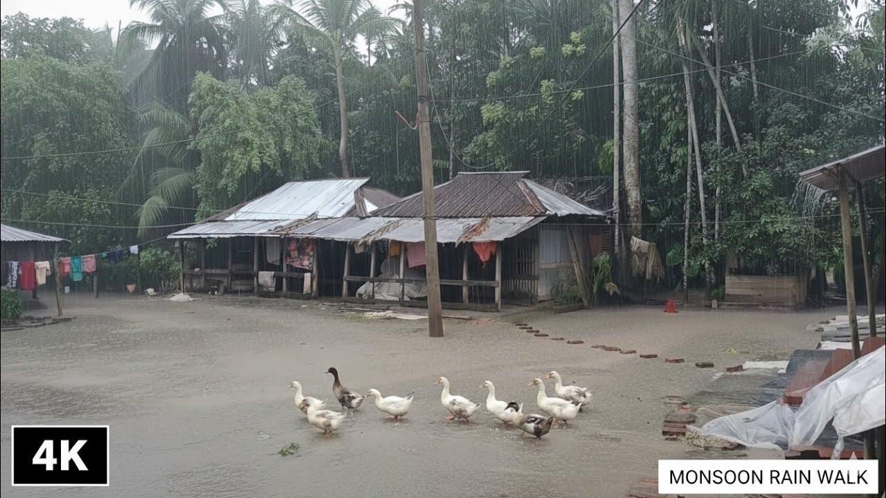Refreshing Monsoon Walk in a Beautiful Village of Bangladesh. Rain Sound ASMR. Village Rain.