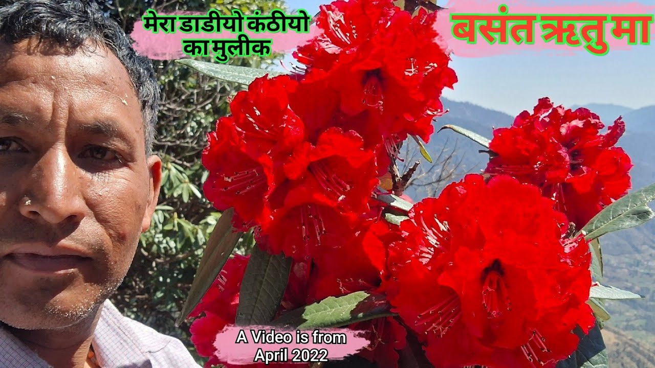 बसंत ऋतु मा मेरा डाडीयो कंठीयो   का मुलीक मा ए वीडियो अप्रैल 2022 का है Pahadi Lifestyle Vlog 