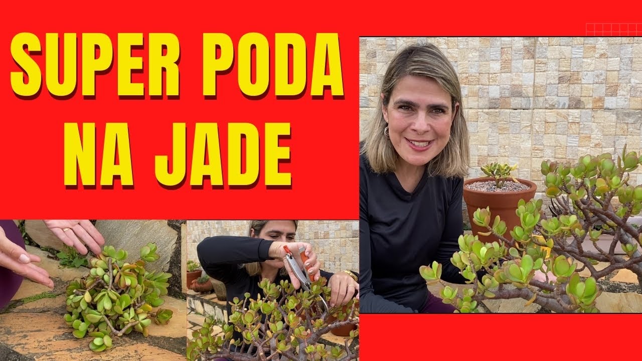 Como ter uma Crassula JADE  Grande e ARBUSTIVA /Grazi Bittencourt