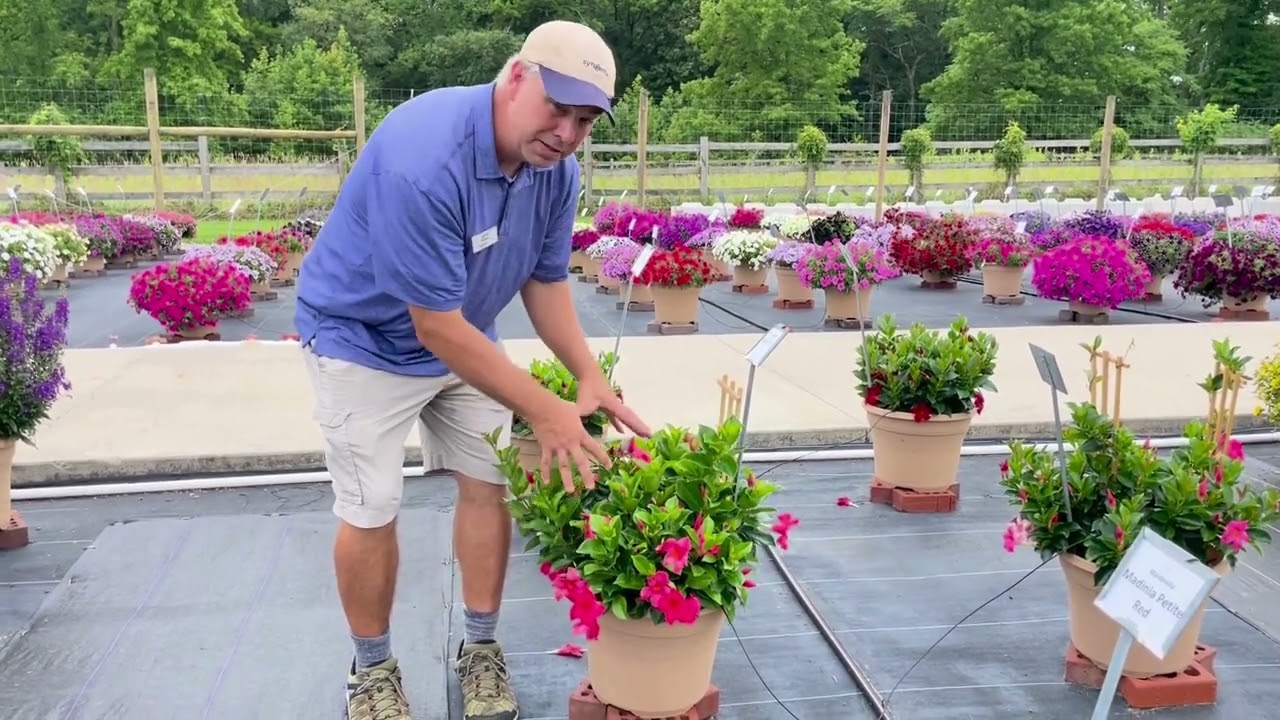 Madinia Dipladenia - Lucas Greenhouses Summer Trials 2024