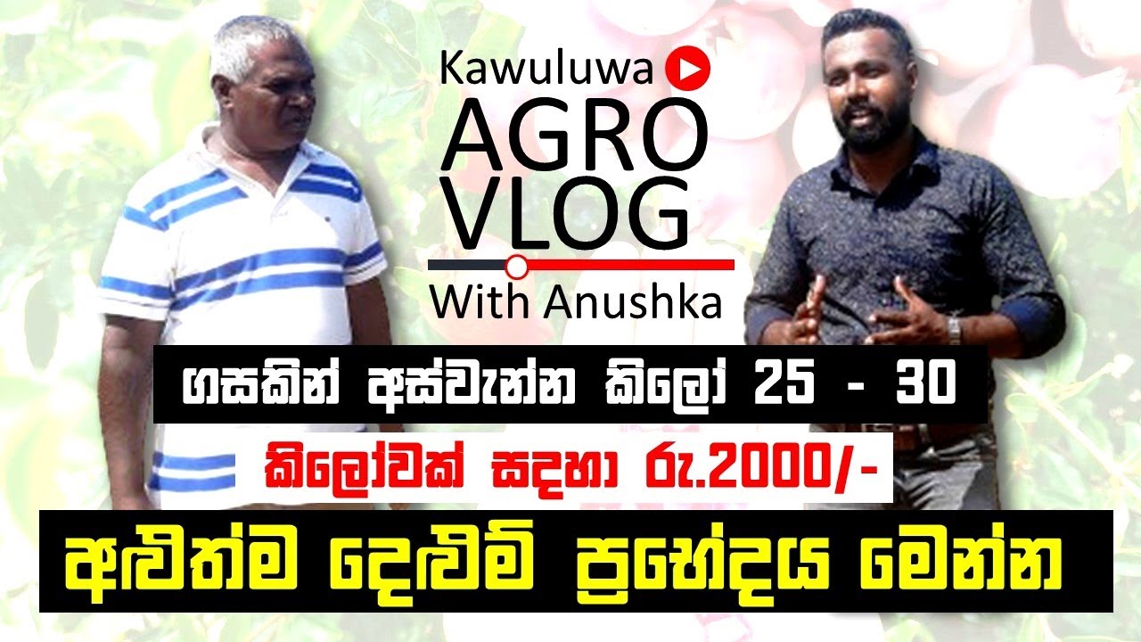ලංකාවේ එකම මලී පින්ක් දෙලුම් හදන කල්පිටියේ ගොවියා -  Pomegranate Cultivation in Kalpitiya Srilanka