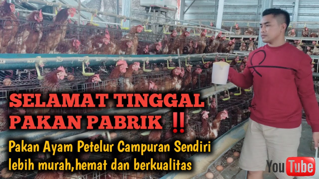 PAKAN AYAM PETELUR CAMPURAN SENDIRI // SOLUSI PAKAN MAHAL