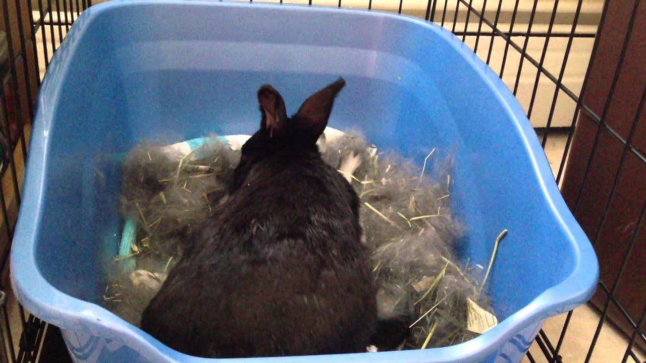 Mother rabbit feeding cute 2 week old baby bunnies