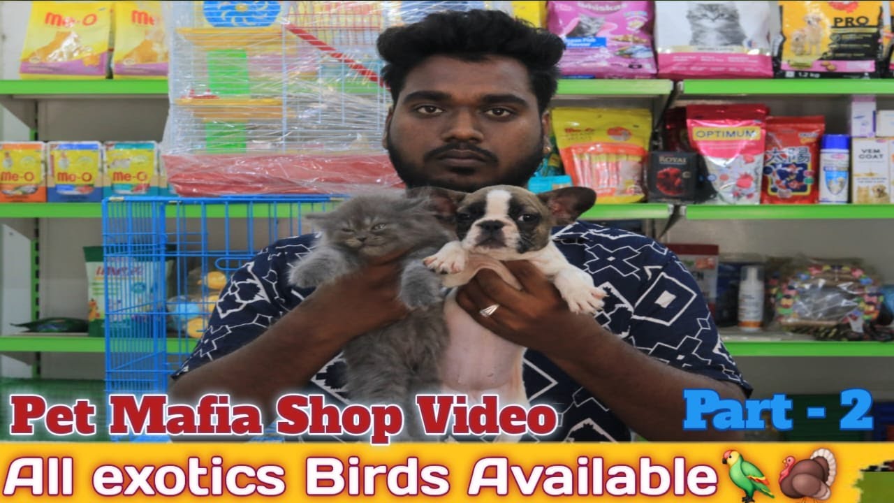 Pet Mafia Tamed  Second shop video /Hand feed Birds Available / Kolathur farm tour