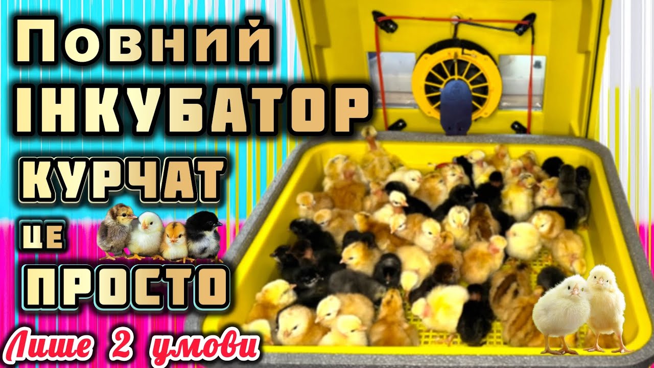 Повний інкубатор курчат🐣ЦЕ ПРОСТО‼️Режим інкубації від яєць до курчат в інкубаторі Теплуша Euro 88