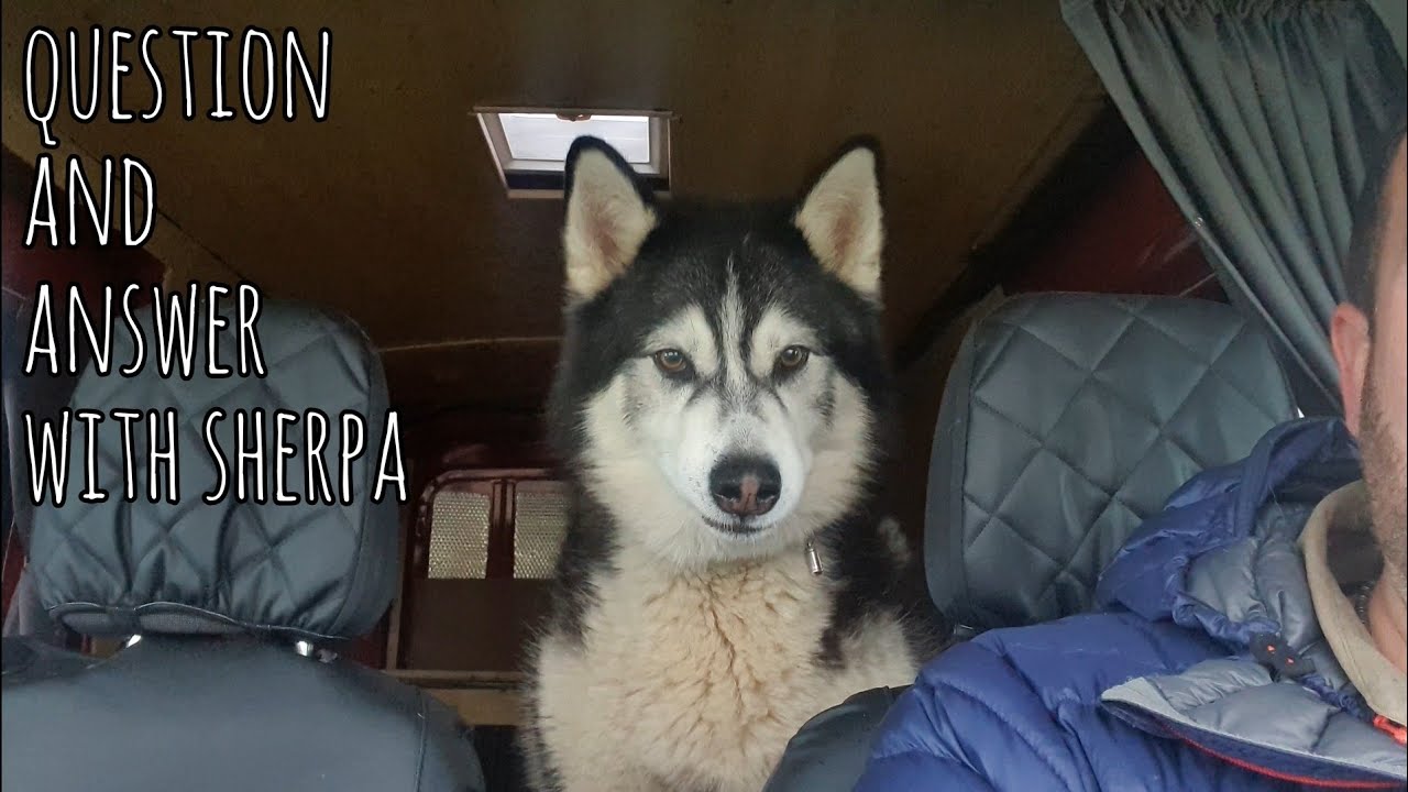 Question and Answer time with Sherpa the Malamute