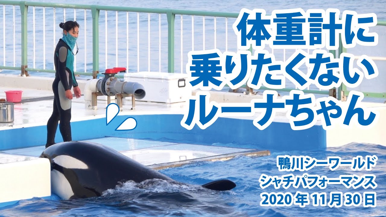 体重計に乗りたくないルーナちゃん【2020年11月30日　鴨川シーワールド　シャチパフォーマンス】Orca performance, Kamogawa Sea World, Japan