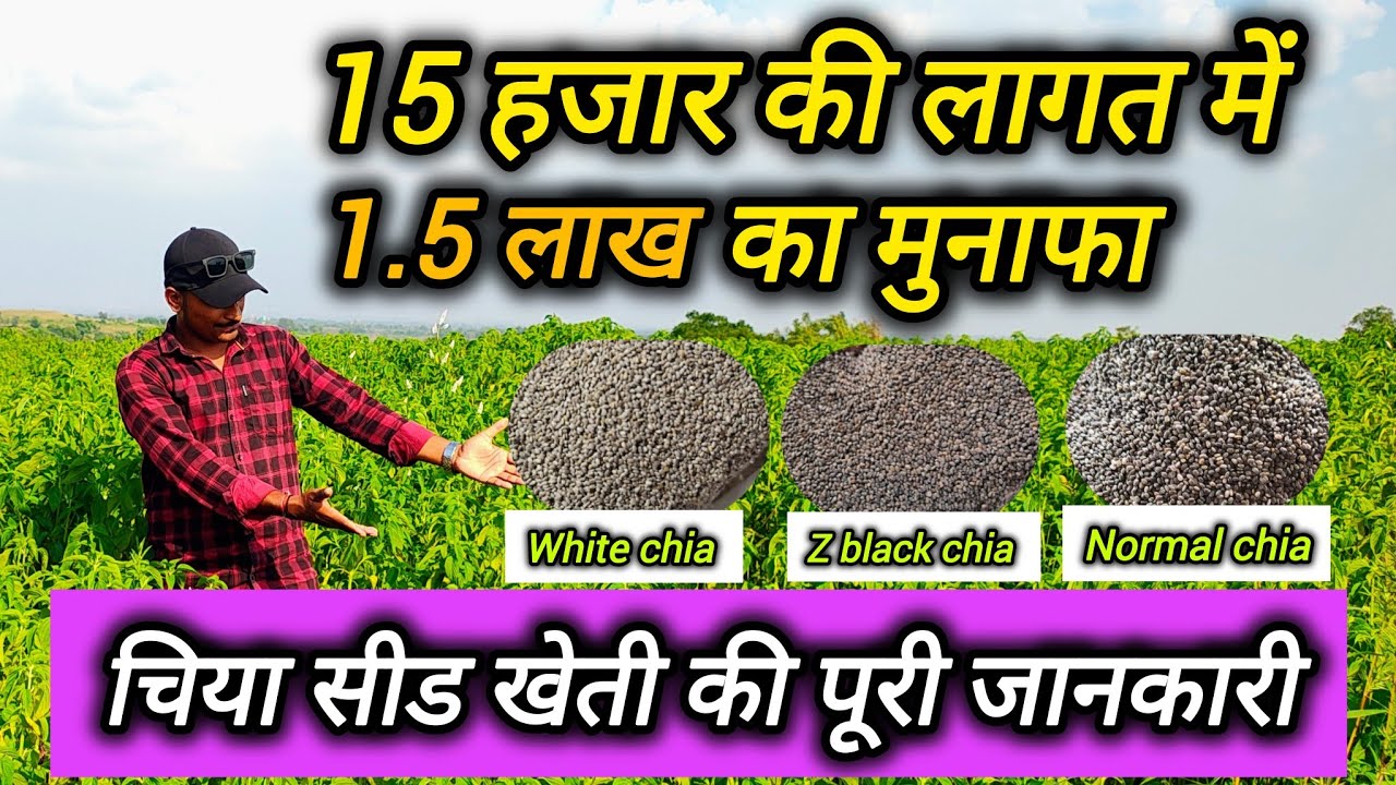 Chia Seed Farming Full Detail 💰।। चिया सीड की खेती कब करनी चाहिए?🔥।। Ashish Dhakad