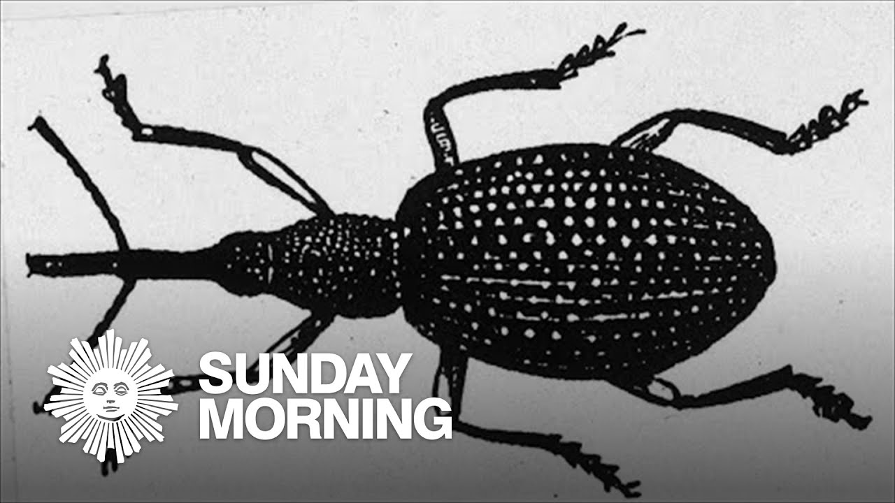 An Alabama town honors the boll weevil