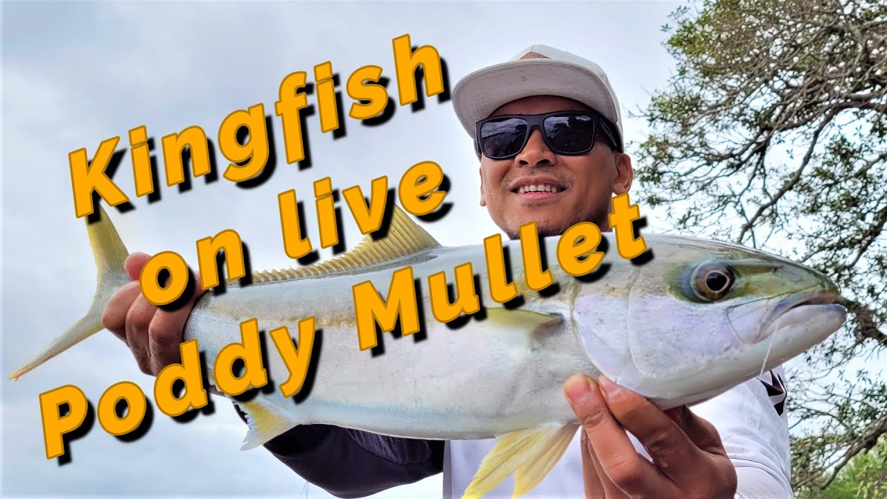 Kingfish on Live Poddy Mullet
