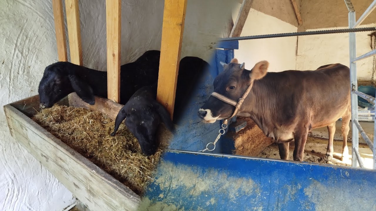 Mol va qo'ylarga oson va tez tayyor bo'ladigon yem