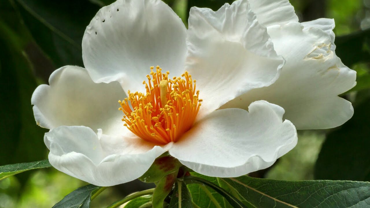 Top 10 Zeldzaamste Bloemen Ter Wereld 🌸🌹🌸 - Top 10 Lijstjes