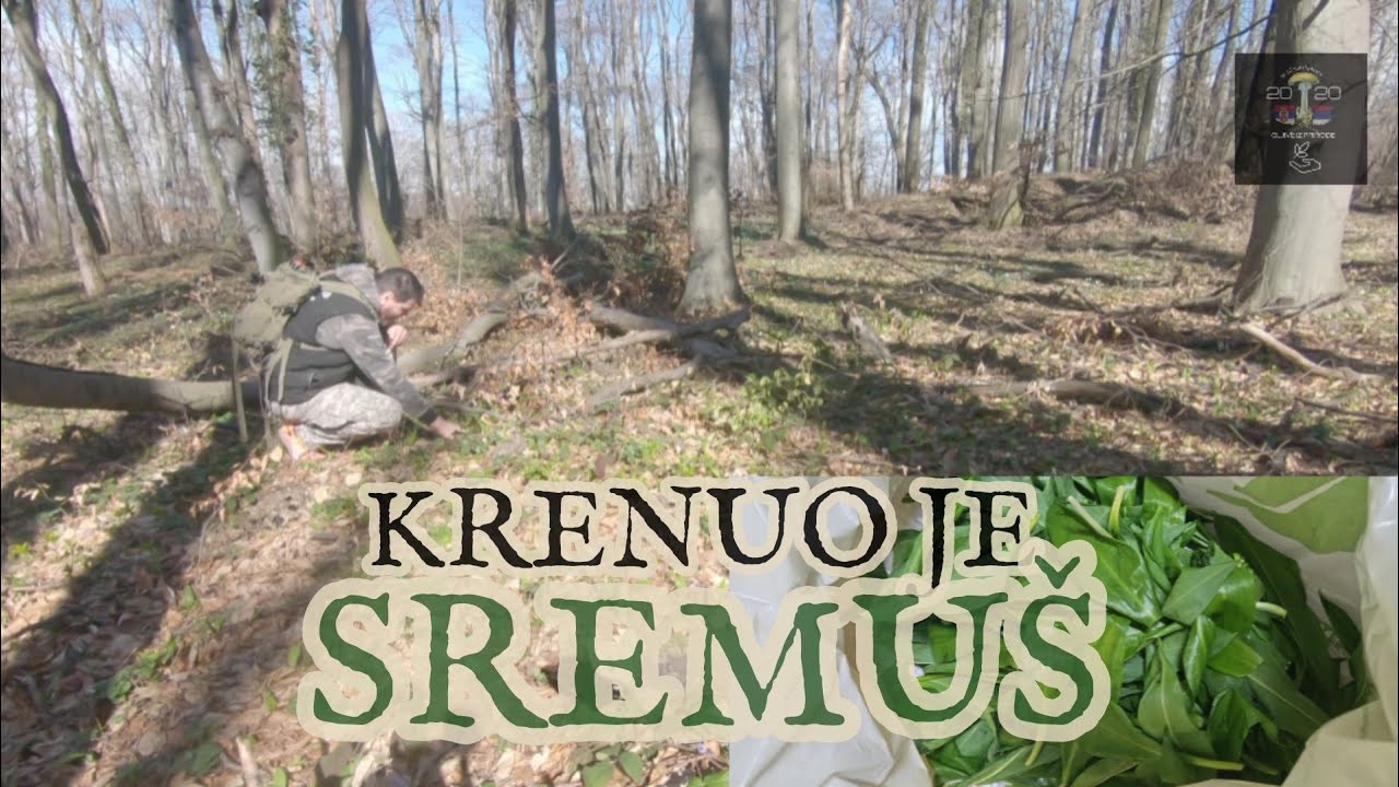 Krenuo je sremuš, 07.03.2025