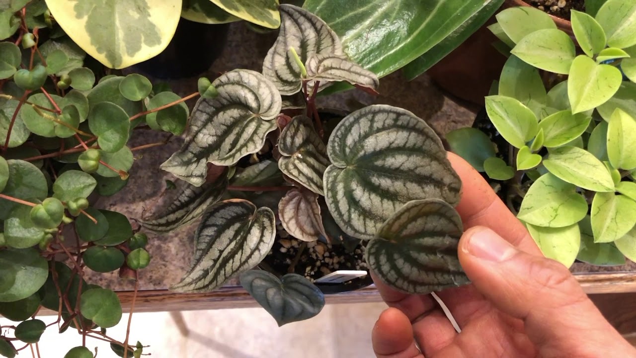 Peperomia Collection
