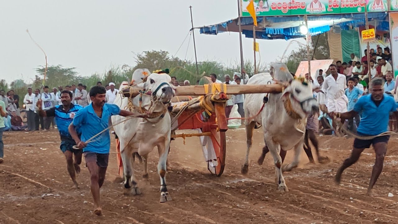 చింత్రియాల పూటి ప్రదర్శన 5వ జత ఆలా. హరికృష్ణ యాదవ్ గారు పెద్దపూడి గ్రామం బాపట్ల జిల్లా.. 