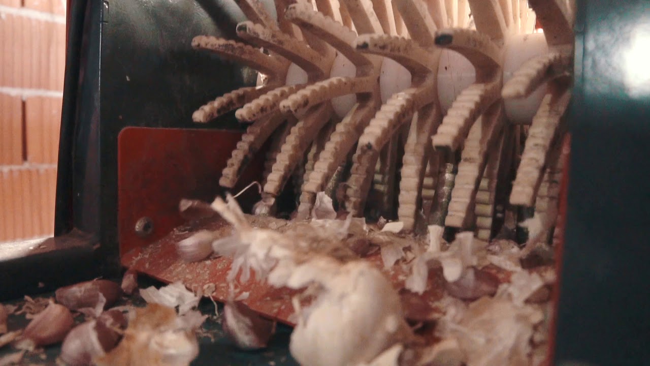 Runjenje ( razdvajanje ) češnjaka / Garlic splitter