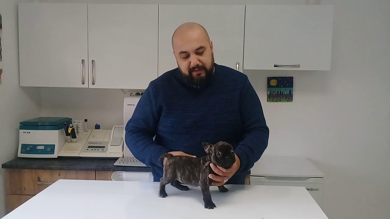 French Bulldog Yavru Sahiplenirken Dikkat Edilecekler