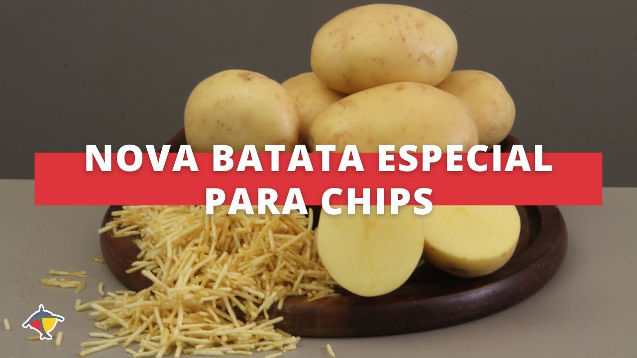 Embrapa lança nova cultivar de batata especial para atender demandas da indústria | Terra Sul