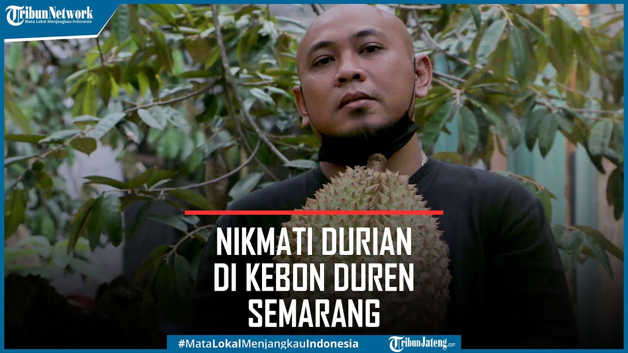 Destinasi Kebon Duren Semarang Sedia Berbagai Jenis Durian