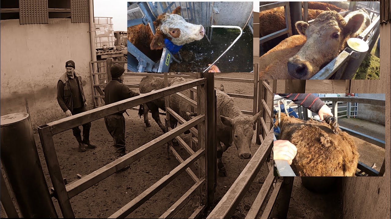 CATTLE TREATMENT, WORMS, FLUKE AND CLIPPING
