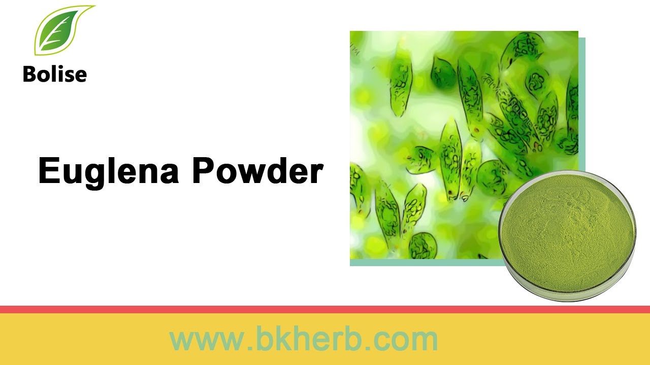 What are the benefits of Euglena Powder?
