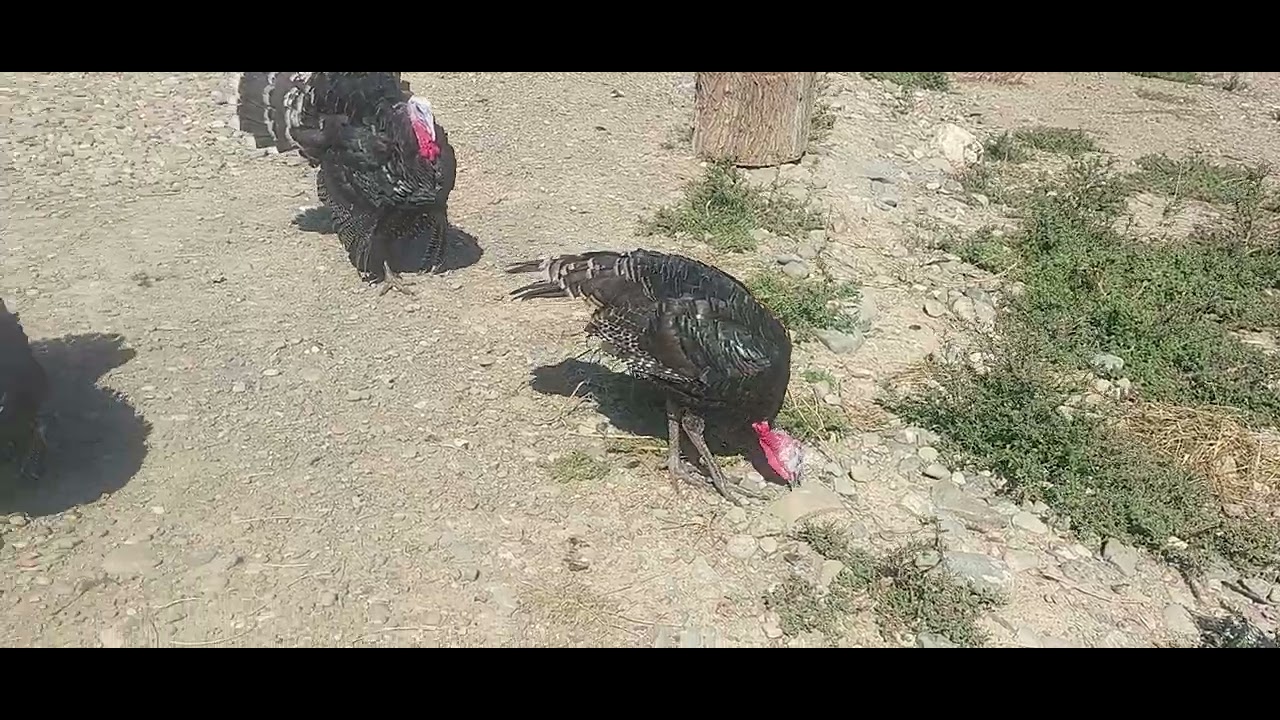 25 sentyabr 2025 satlır hamsı 055 853 93 96