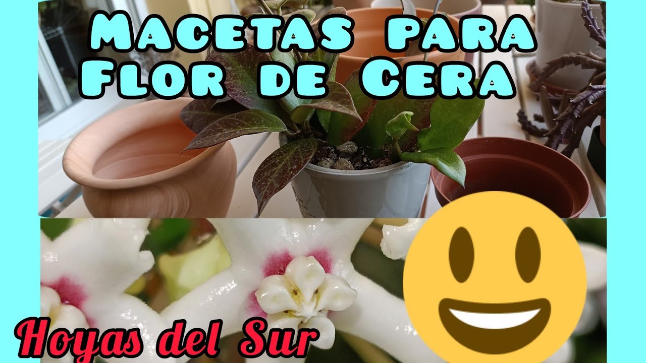Tipos de Maceta para Flor de Cera. How to choose a pot for Hoya. Hoyas del Sur.