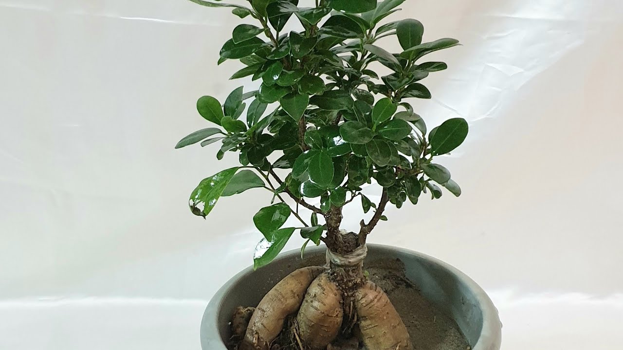 بونساي