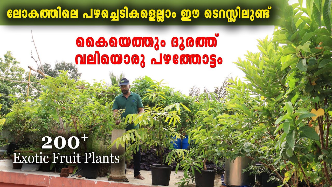 ടെറസ്സിൽ 200ലധികം വിദേശയിനം പഴച്ചെടികൾ വളർത്തുന്ന വിജയൻ ചെറുവല്ലി | 200+ Exotic Fruit Plants