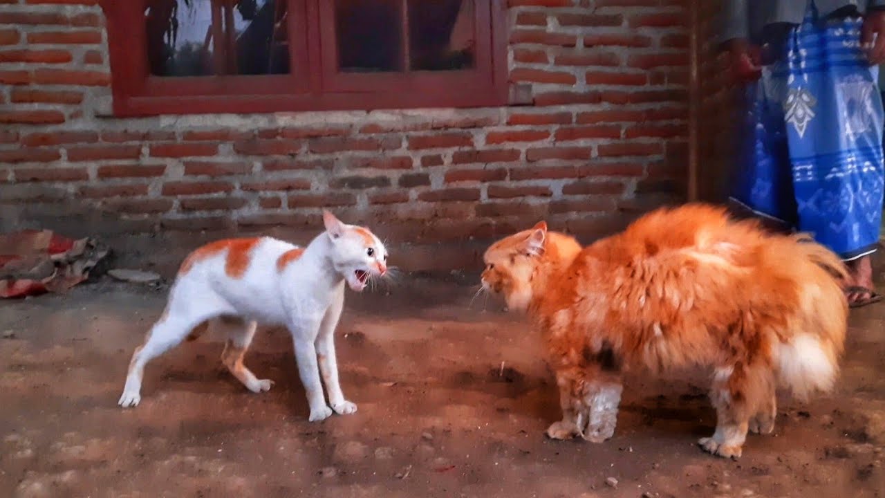 Crot !! Kucing Berantem Bikin Panik Tetangga