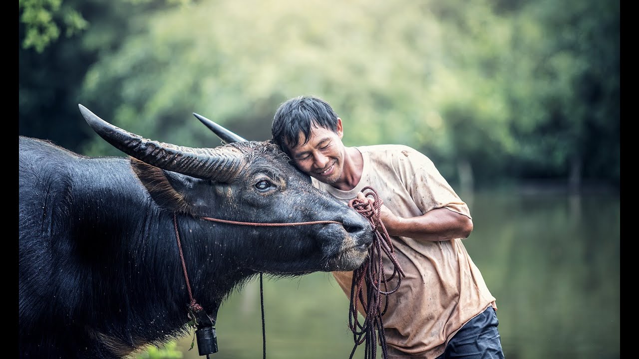 Vietnam's Water Buffalo: An Essential Part of Rural Life