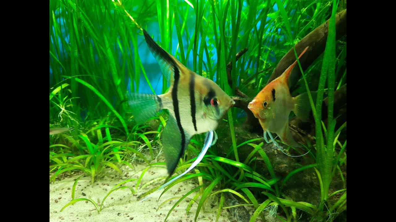 Skalar (Pterophyllum scalare) - ikra