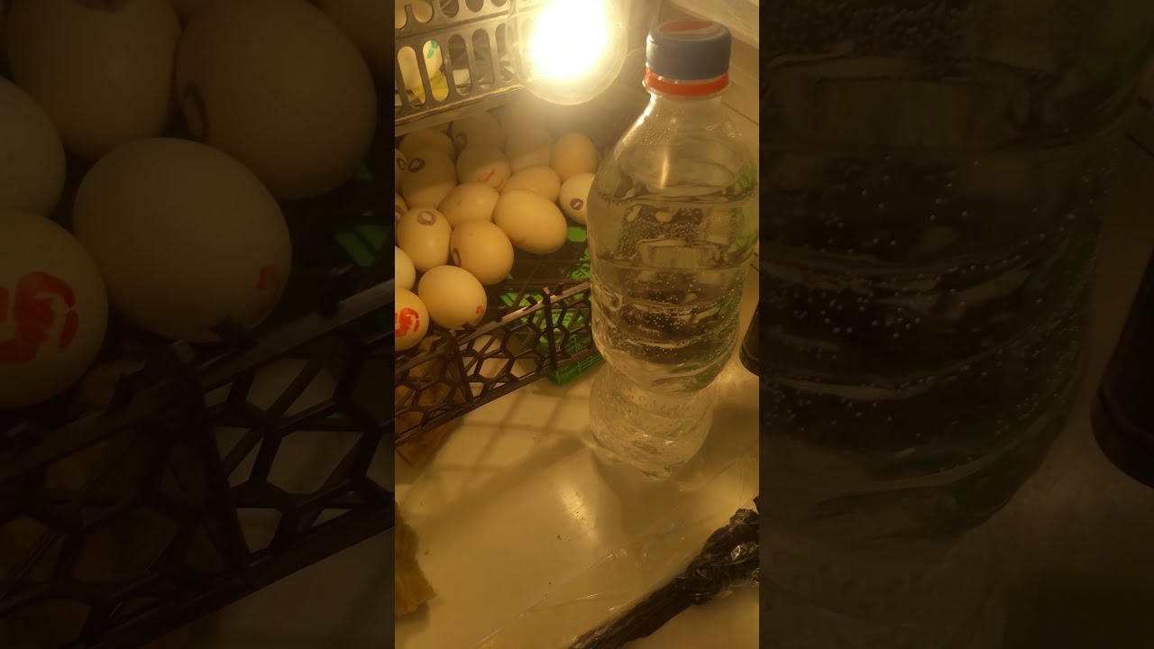 فحص البيض قبل وضع في الفقاسة لضمان نجاح الفقس