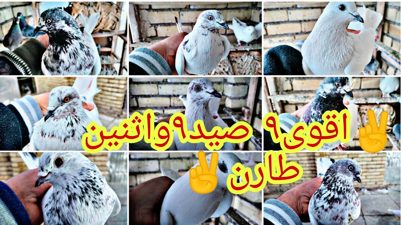 💪اقوى صيد الموسم هو العدد9💪والشكفه لعبت دور كله زوج زوج نشكف💪احلا مخابط مال التور اتونسوا🙋@