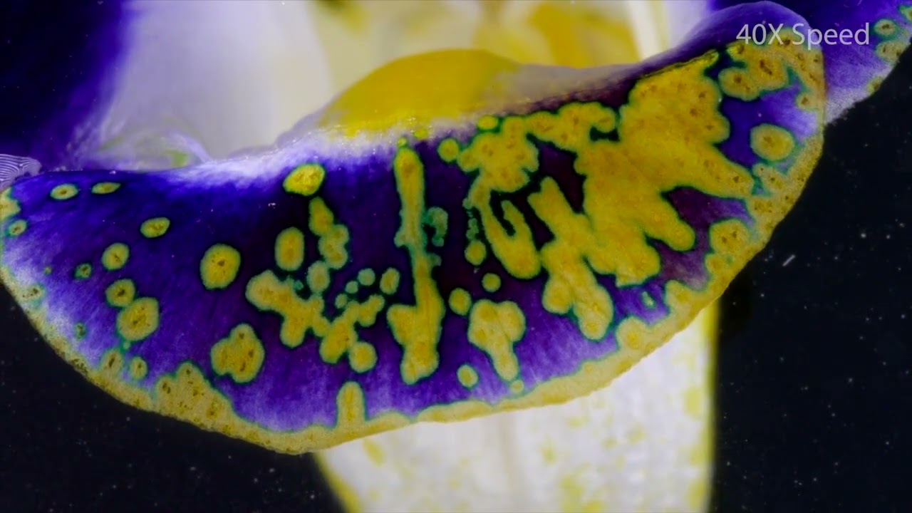 beautiful chemical reaction , جوانترین کارلێکێن کیمیاوی