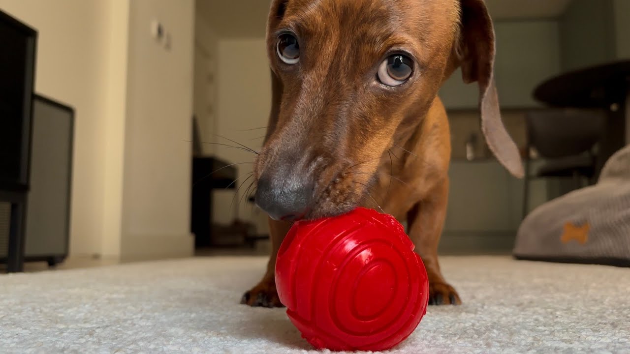 The world from a mini dachshund's perspective!