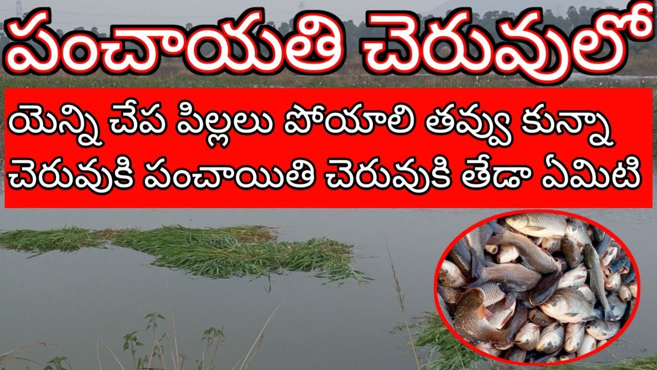 గ్రామ పంచాయతి చెరువులో యెన్ని చేప పిల్లలు పోయాలి ?How many fish should be put in the  pond?