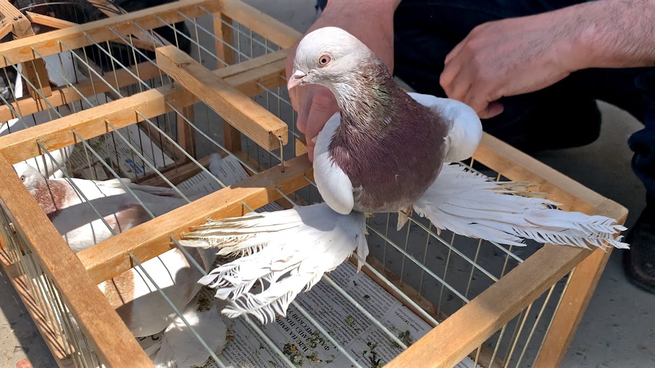 Птичий рынок г. Ташкент - ГОЛУБИ (23.04.2022) / Uzbek Pigeons / Usbekische tauben