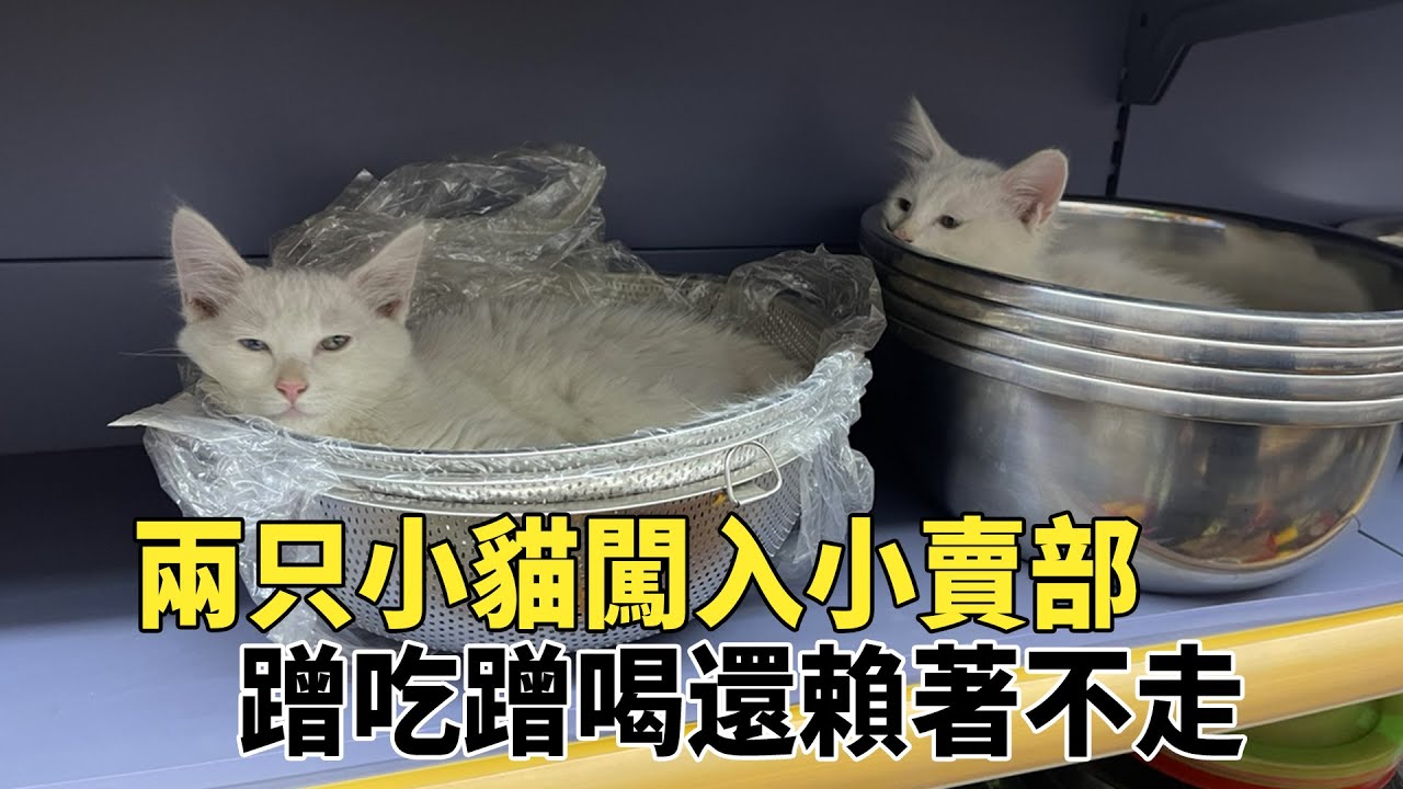 兩只小貓闖入小賣部，偷吃火腿腸賴著不走，還爲店主送上驚喜大禮