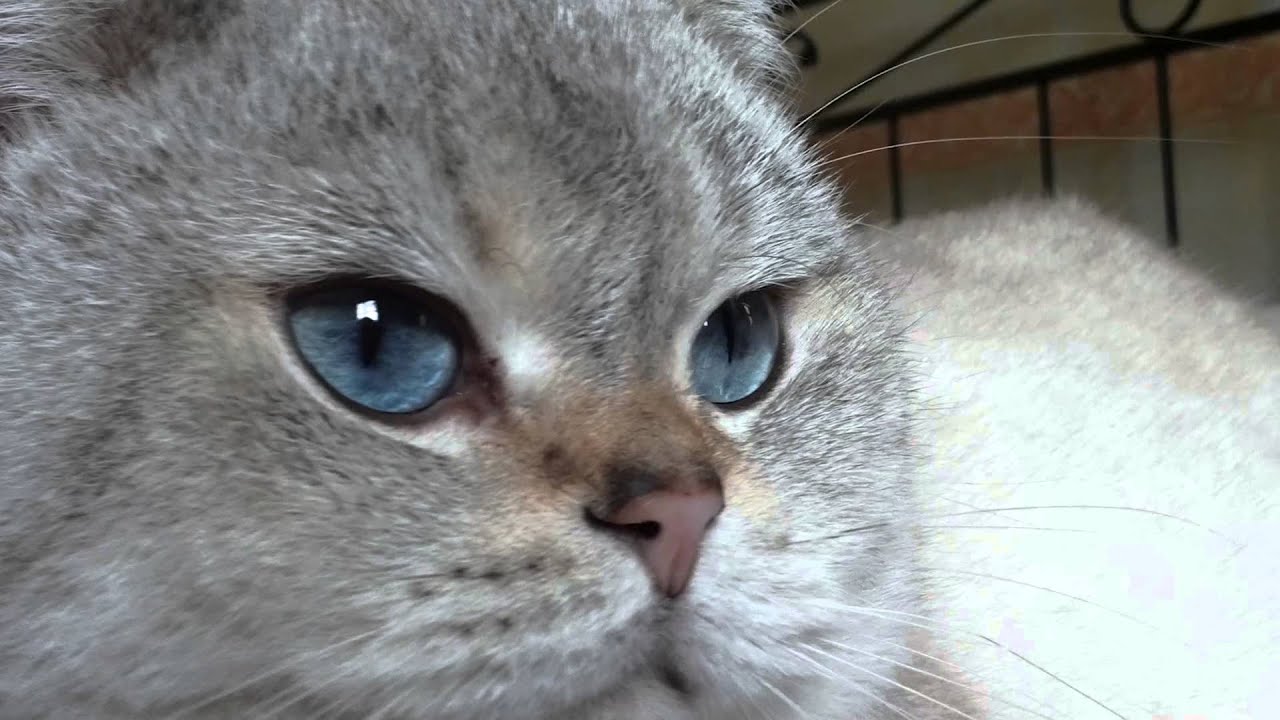 British Shorthair .Golden point
