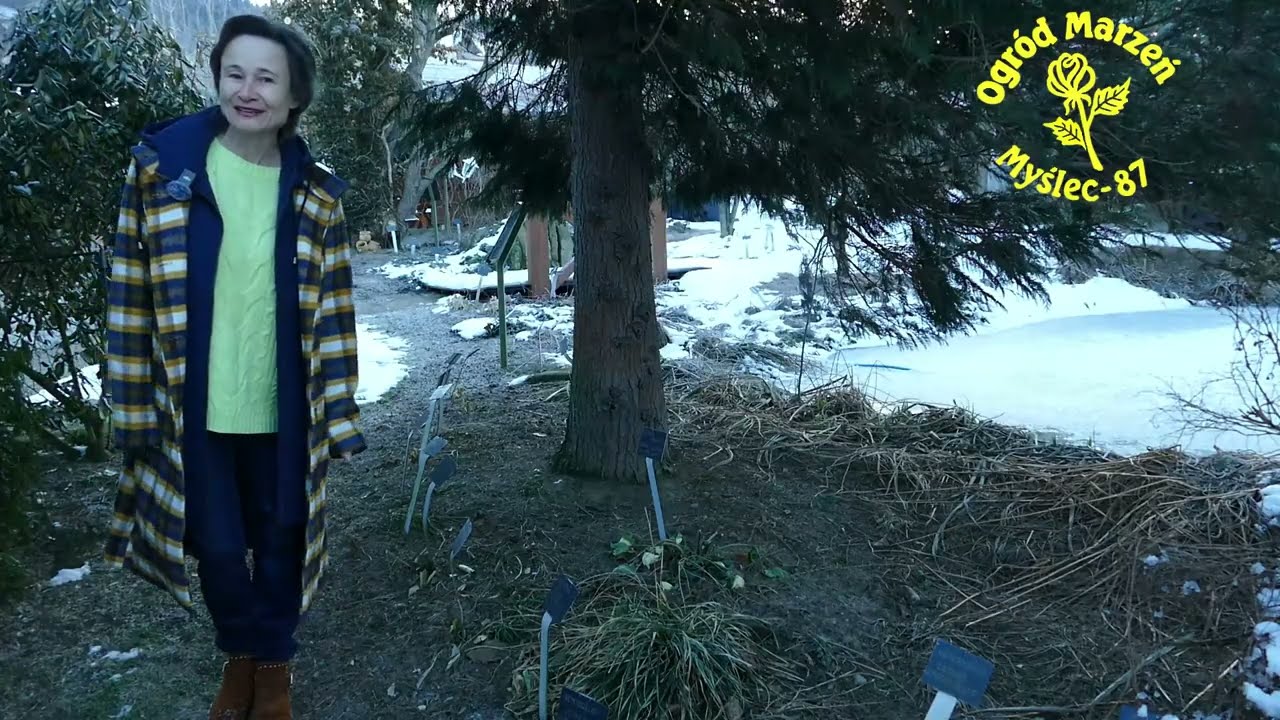 Zwiastuny wiosny czekają na słońce i ciepło. Zapraszam na spacer po ogrodzie.