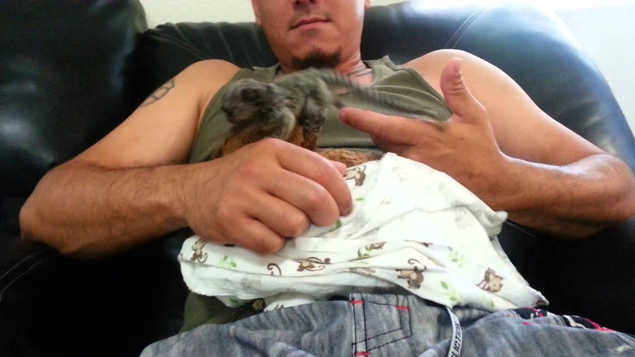 Lilly/common marmoset monkey